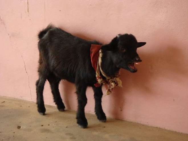 Suspected goat paraded by Nigeria Police